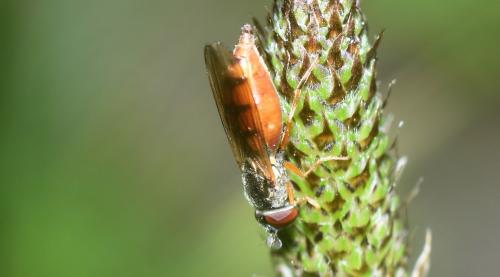 Réf. 342 874 : Platycheirus fulviventris